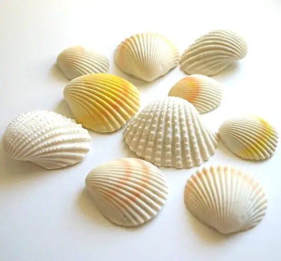 Chocolate Filled Cany Seashells