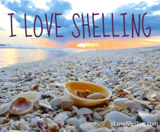 I Love Shelling