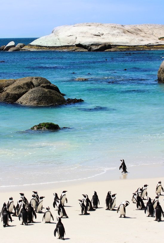 Penguins on Beach in South Africa