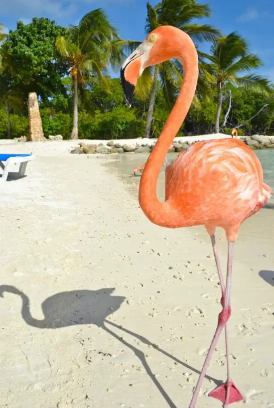 Flamingos on Beach in Aruba