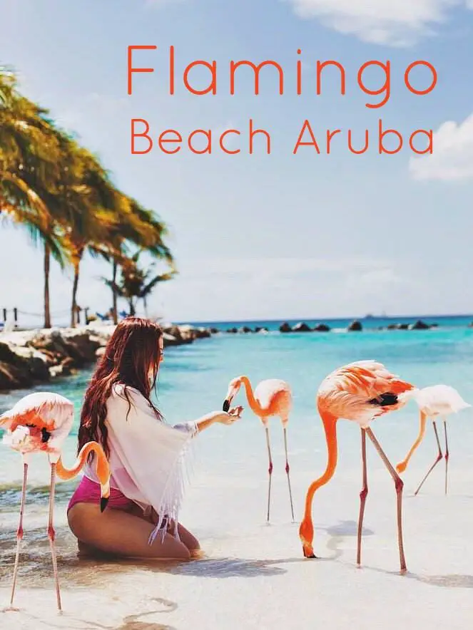 Feeding Flamingos in Aruba