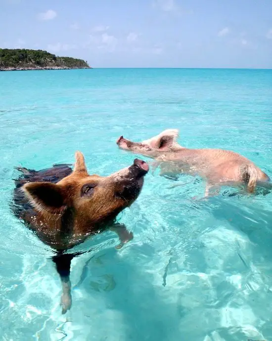 Swimming Pigs Bahamas