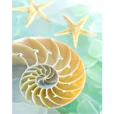 Seashell Interior Photo and Sea Glass