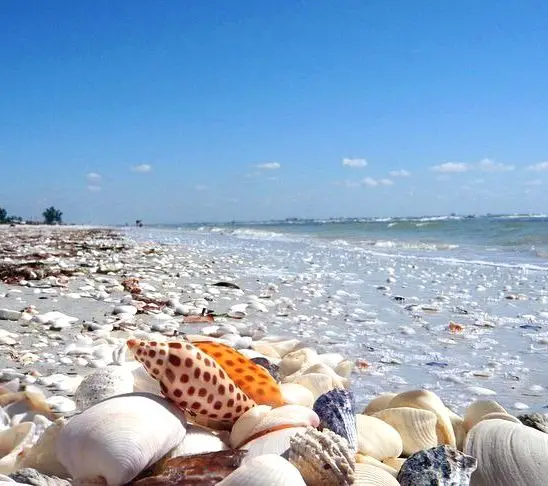 Sanibel Island FL - The World's Best Shelling Beaches - Beach Bliss ...