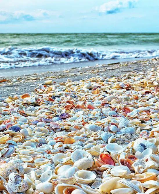Sanibel Island FL The World’s Best Shelling Beaches TUTORING YOU