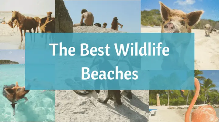 best wildlife beaches - Beach Bliss Living