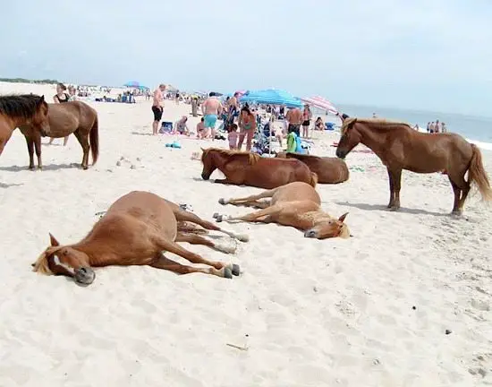 Wild Horses on Beach on Assateague Island